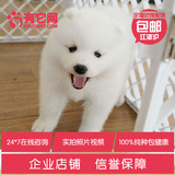 有它网 宠物狗狗萨摩耶犬幼犬中大型雪橇犬出售活体纯种健康蓝