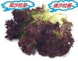 新鲜蔬菜 罗莎红 红毛 红叶生菜 红珊瑚 紫叶 西餐沙拉菜配料250g