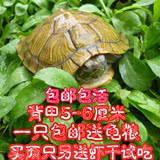 乌龟活体 黄金龟 巴西彩龟红耳龟情侣龟宠物水陆招财龟一只 包邮
