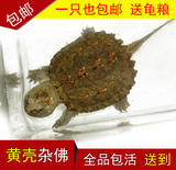 2016黄壳小鳄龟苗杂佛鳄鱼龟 鳄龟 鳄龟活体乌龟水龟佛鳄龟3-4cm