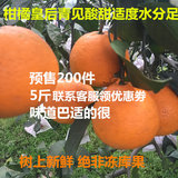 特价包邮新鲜应季水果蒲江青见柑橘橙子带叶子 非不知火丑柑春见