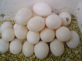 农家散养鸽子蛋/新鸽子蛋 土鸽蛋 质量保证良心经营 孕妇儿童辅食