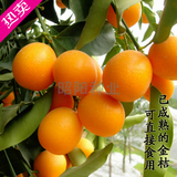 盆栽橘子种子 金桔种 橘子树苗 嫁接桔子苗 桔子种子 2015新种