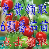 番茄苗西红柿圣女果 阳台种菜苗水果樱桃小番茄种苗盆栽苗春季苗