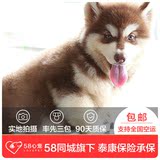 【58心宠】纯种阿拉斯加单血统幼犬  宠物狗狗活体 同城包邮