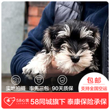 【58心宠】纯种雪纳瑞宠物级幼犬 保健康 宠物狗狗活体 同城包邮