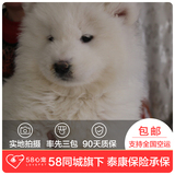 【58心宠】纯种萨摩耶双血统幼犬出售 宠物狗狗活体 上海包邮