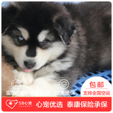 【58心宠】纯种阿拉斯加单血统幼犬出售 宠物狗狗活体 成都包邮