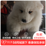 【58心宠】纯种萨摩耶单血统幼犬出售 宠物狗狗活体 成都包邮