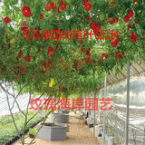 番茄树种子5粒 农科院盆栽酸甜美观蔬果蔬菜种子 树番茄种子