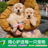 上海易宠特价宠物狗大型犬纯种金毛犬幼犬活体黄金寻回猎犬家养狗