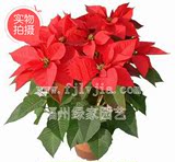 花卉盆栽 一品红 桌面植物 红色的 吉祥的 万年红绿家园艺
