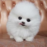 出售纯种宠物狗狗茶杯日本俊介白色球体哈多利博美犬幼犬活体