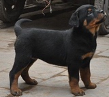 出售赛级血统罗威纳犬幼犬大型犬公母均有保证健康罗威纳宠物狗狗