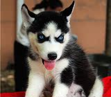纯种哈士奇犬幼犬出售 三把火蓝眼睛 短毛雪橇犬 家养健康