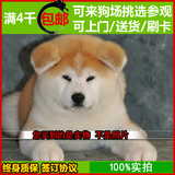 纯种秋田幼犬出售 日本系忠犬八公 柴犬 健康家养赛级宠物狗狗