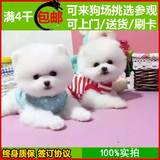 纯种博美犬 白色俊介犬幼犬出售 超小体茶杯犬 家养活体宠物狗狗