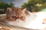 CFA注册宠物猫咪活体纯种猫加菲异国短毛猫红白MM已到 新家