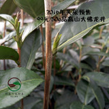 2016年新昌大佛龙井春茶预售罐装包邮明前特级高山绿茶胜西湖龙井
