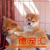 日系柴犬出售纯种柴犬幼犬 日本小柴幼犬 诚信养殖 健康质保 特惠