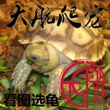 苏卡达乌龟 半水龟宠物龟活体 赫曼 陆龟活体 素食龟吃菜龟包邮