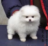 【亿宠】杯子茶杯犬博美幼犬出售 小型犬宠物小狗狗活体保证纯种
