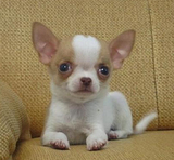 韩版精品袖珍茶杯吉娃娃幼犬出售 宠物狗狗
