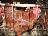 种鸡场供应纯种海兰蓝褐白蛋鸡种蛋受精鸡蛋卵可孵化高产鸡苗新鲜
