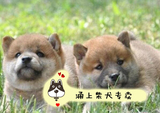 日系血统纯种日本柴犬幼犬狗狗出售 家养 包健康日本秋田宠物狗