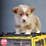 柯基犬纯种幼犬出售三色威尔士短腿赛级宠物狗狗活体上门选签协议