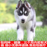 出售纯种哈士奇犬幼犬宠物狗 黑色灰色三把火双蓝眼哈士奇雪橇犬