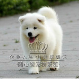 出售赛级澳版纯种萨摩耶幼犬雪橇犬 白色微笑天使中型犬宠物狗狗