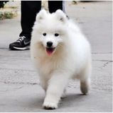 出售纯种萨摩耶活体宠物狗狗萨摩耶犬幼犬中型撒摩雪橇犬小狗崽