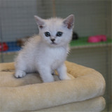 英国短毛猫 纯种折耳银渐层 宠物猫立耳银渐层幼猫活体 可爱调皮