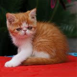 出售纯种健康加菲猫 异国短毛猫 宠物猫 幼猫活体 包养活 包邮