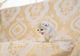 CFA WCF注册宠物猫咪活体纯种猫幼崽蓝金渐层英国短毛猫 MM