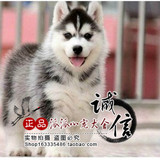 浙江出售纯种赛级哈士奇幼犬蓝眼睛三把火西伯利亚雪橇犬宠物狗狗