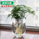 透明玻璃花盆绿萝水培花瓶鱼缸富贵竹水养植物客厅餐桌宜家花插