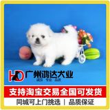 支持淘宝交易 出售京巴犬幼犬北京犬 狮子狗 纯种京巴狗狗 宠物狗
