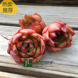 韩国进口多肉植物红乌木杂单头有根颜色正实物拍摄特价满包邮