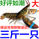 进口水产鲜活海鲜加拿大龙虾小龙虾澳洲大龙虾波士顿龙虾3斤/只