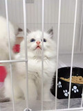 自家养可爱加菲猫美国短毛银虎斑猫活体宠物英短美短布偶猫