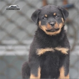 纯种美系猛犬罗威纳犬幼犬帅气罗威纳包邮 宠物狗狗出售 赛威名犬