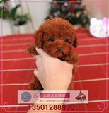 韩国泰迪犬宠物狗狗茶杯子迷你棕色白色家养活体贵宾幼犬出售Z1
