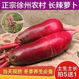 徐州特产农家自种新鲜蔬菜红皮辣萝卜白肉泡菜萝卜农产品包邮