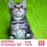 幼猫活体出售 家庭繁殖纯种 美国短毛猫起司猫银色标准虎斑猫 公