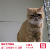 加菲猫宠物猫咪/异国短毛猫/家养纯种短毛/幼猫活体红白妹妹母猫