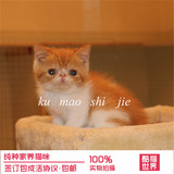 上海热销纯种加菲猫弟弟 宠物猫大脸猫 异国短毛猫 加菲猫平面脸