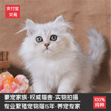 纯种活体宠物 银白色大眼金吉拉 银渐层色幼猫 长毛波斯猫 包邮