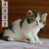 2016家养CFA纯种血统赛级加菲猫虎斑异国短毛宠物活体幼小猫咪D